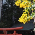東京蔵前神社ミモザ
