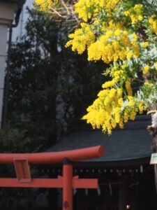 東京蔵前神社ミモザ