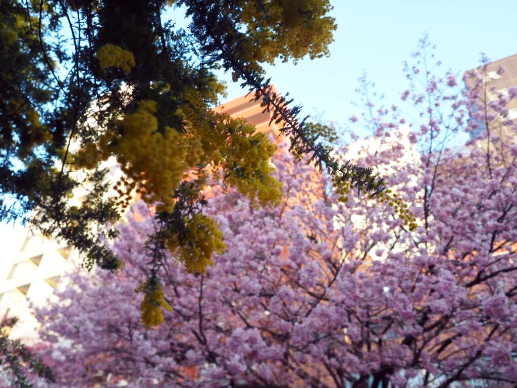 東京蔵前神社ミモザと桜
